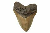 Fossil Megalodon Tooth - North Carolina #245877-1